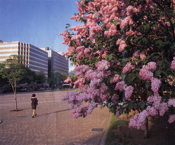 �n�C�}�c�Y��