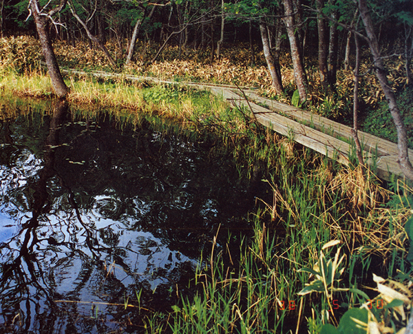 �n�C�}�c�Y��