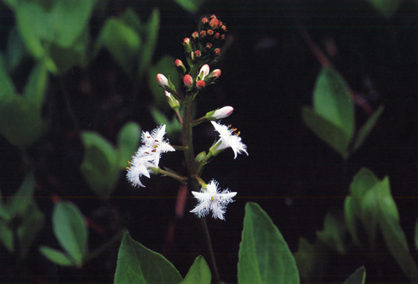 �n�C�}�c�Y��