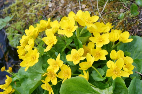 �n�C�}�c�Y��