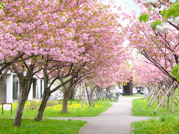 �n�C�}�c�Y��