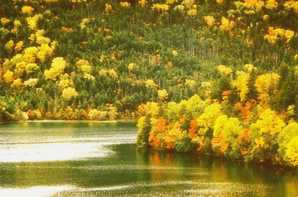 �n�C�}�c�Y��