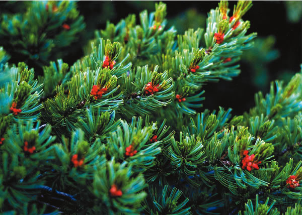 �n�C�}�c�Y��