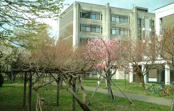 �n�C�}�c�Y��