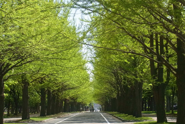 �u�V�΂̋�Ǖ��؁v